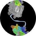 Multifunctional Protein 2
